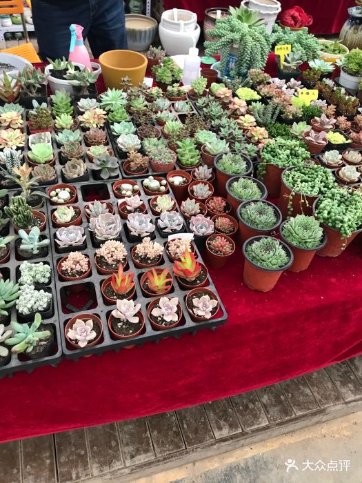 大明宫花卉市场图片 - 第13张