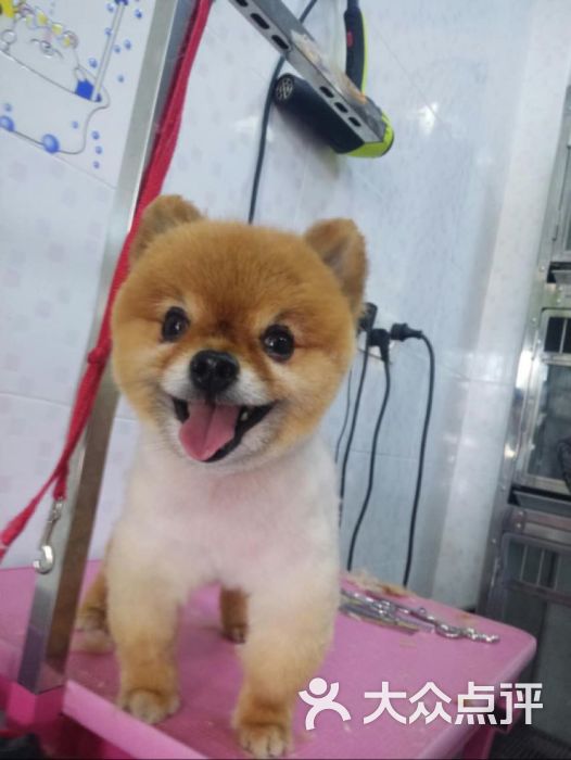 爱轩宠物医院(孙医生宠物会所)-图片-上海宠物