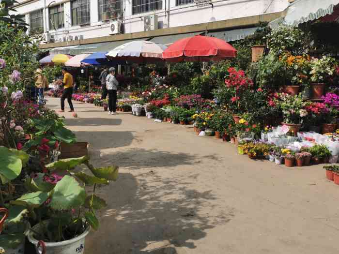 黄山花鸟市场-"下午路过黄山花鸟市场,忍不住兜一圈,.