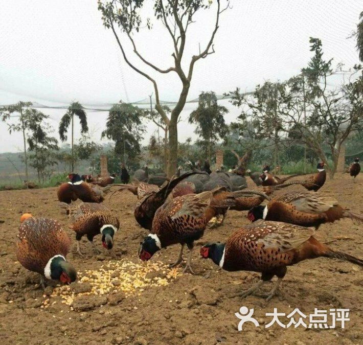 扬铭养殖场野鸡蛋,七彩山鸡图片 - 第3张