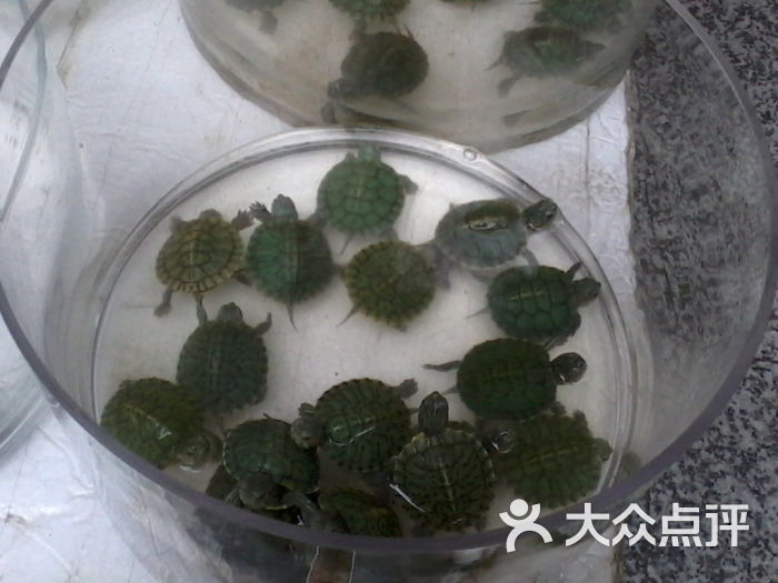 杨浦公园花鸟市场的点评