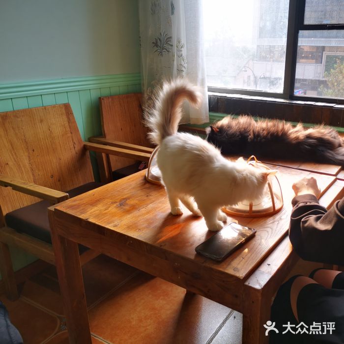 爱猫之城猫咪咖啡馆图片