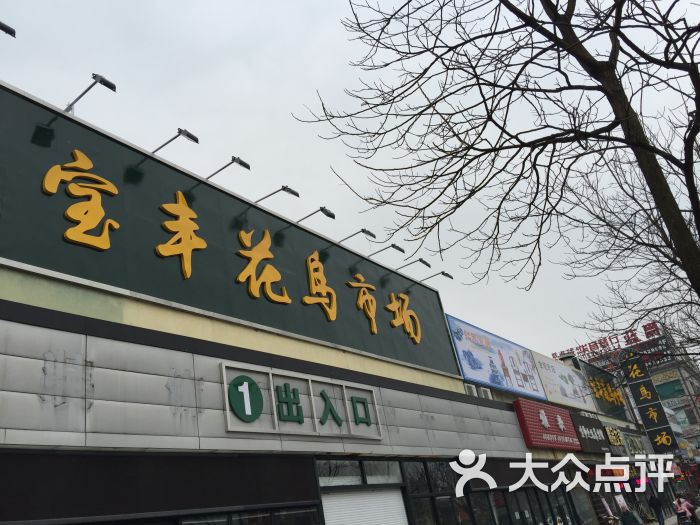 宝丰花鸟市场图片 - 第12张