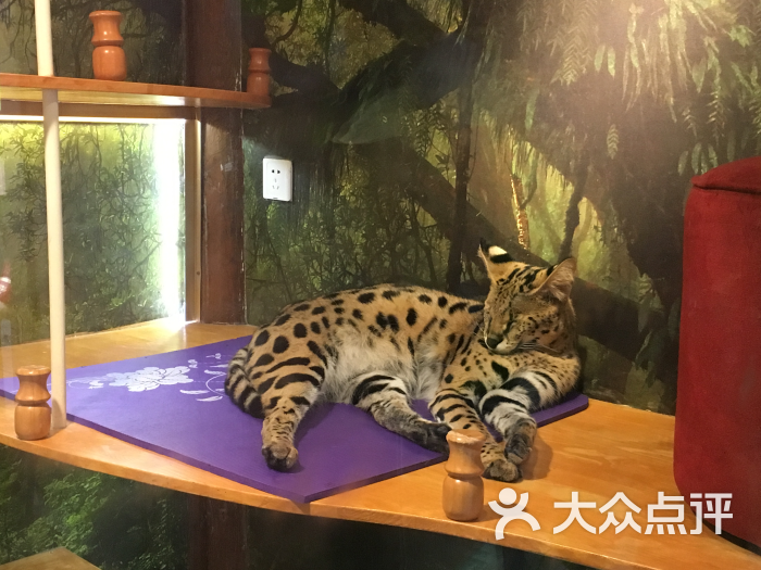 猫小院猫主题餐厅(南锣店)