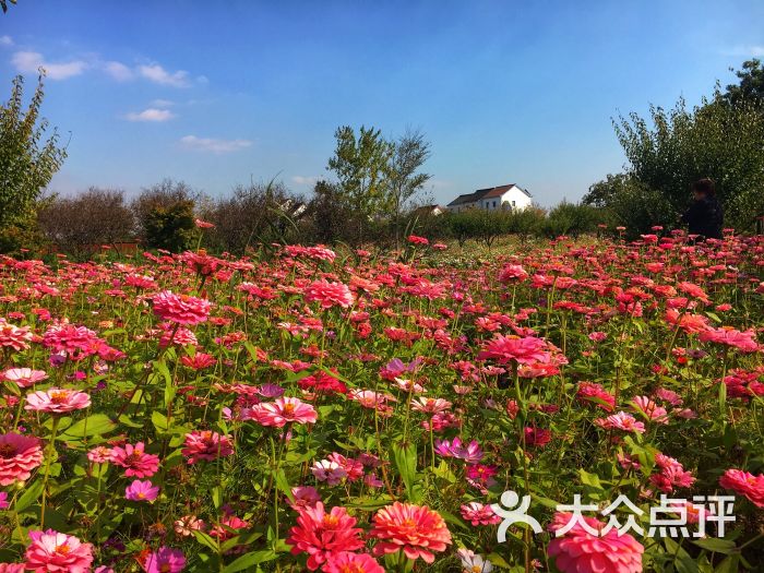 花开海上生态园图片 - 第7张