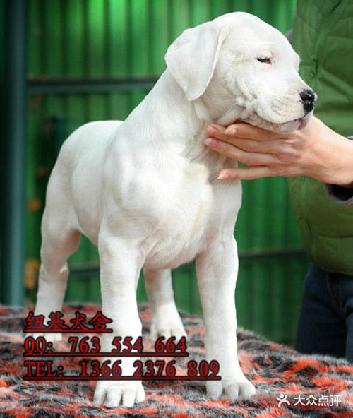 广州哪里有卖杜高犬?纯种阿根廷杜高幼犬