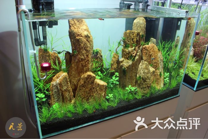 凡景水族馆(造景设计,生态鱼缸)图片 - 第44张