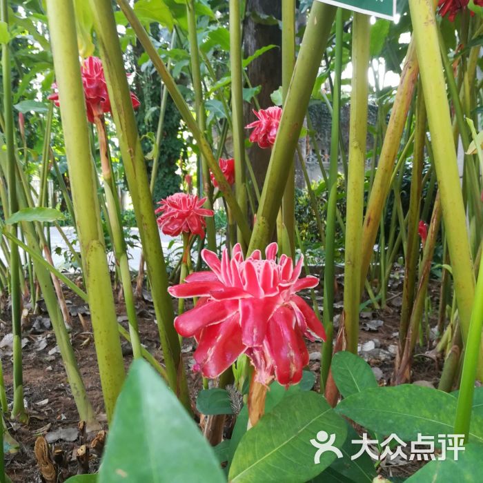 西双版纳热带花卉园图片 - 第81张