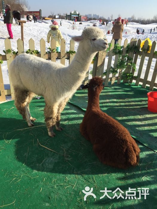 冰雪欢乐岛-图片-哈尔滨景点