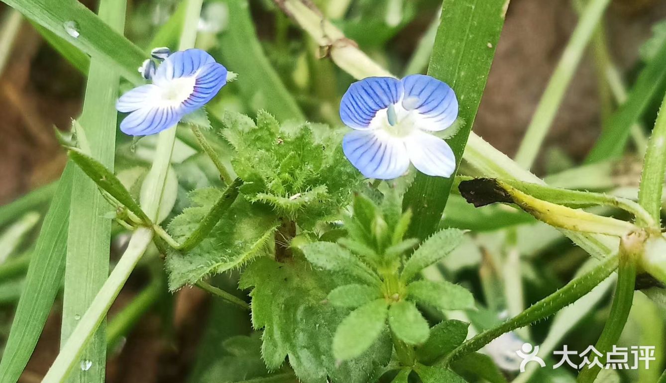 一月柳月端月嘉月二月杏月丽月花月