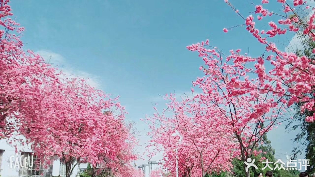 大理大学的樱花真的好好看每到樱花开放的季节