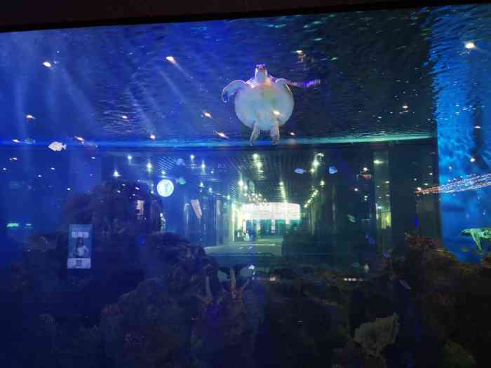 鎏嘉码头水族馆-"重庆的滨江商业,从前几年的异军突起