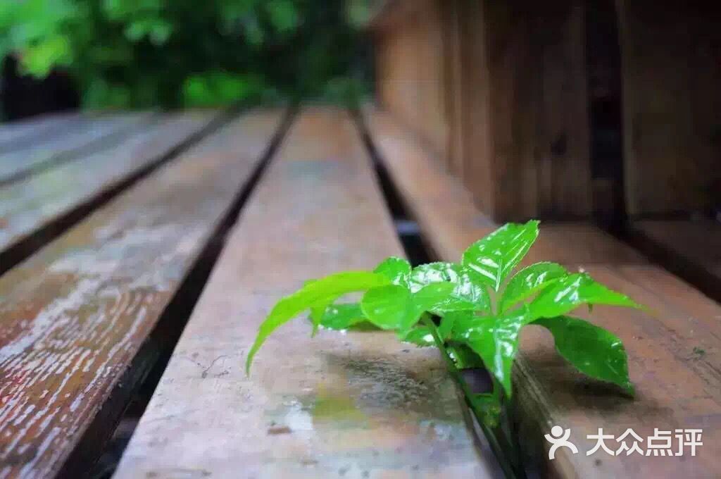 起风了咖啡馆-我的一抹绿图片-呼伦贝尔美食