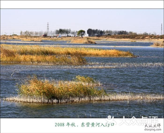 黄河口生态旅游区芦苇荡图片 第465张