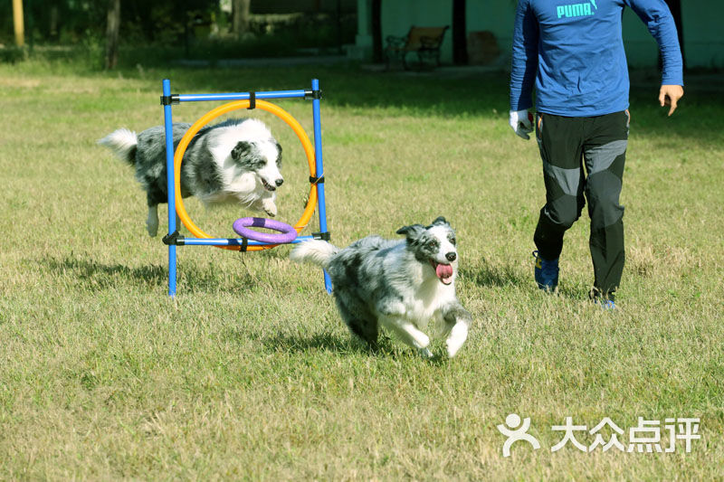 糖爸爸宠物乐园上传的图片