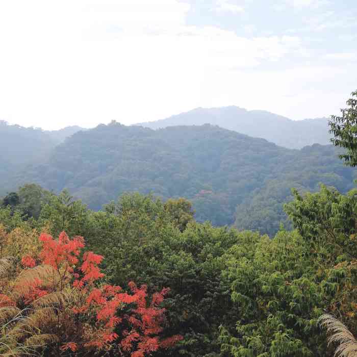 黄埔油麻山森林公园-"油麻山是长岭区域最高的山峰,高