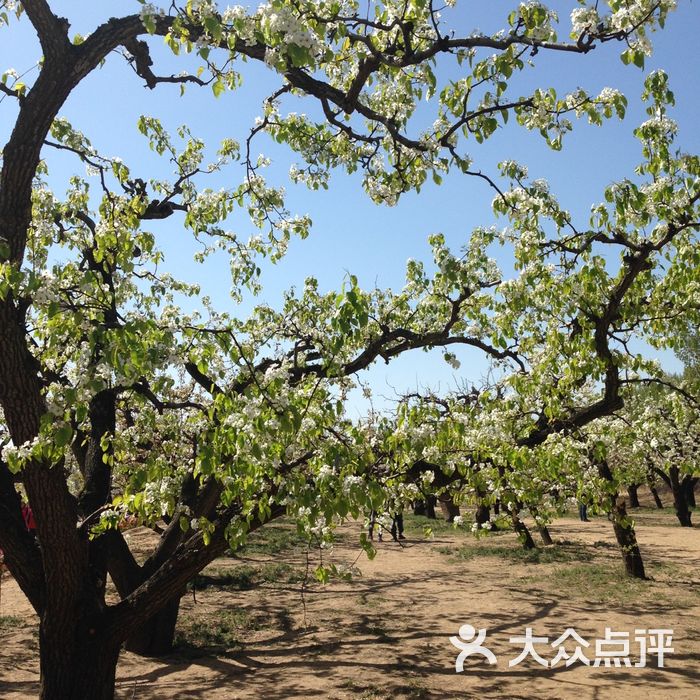 梨花村万亩梨园