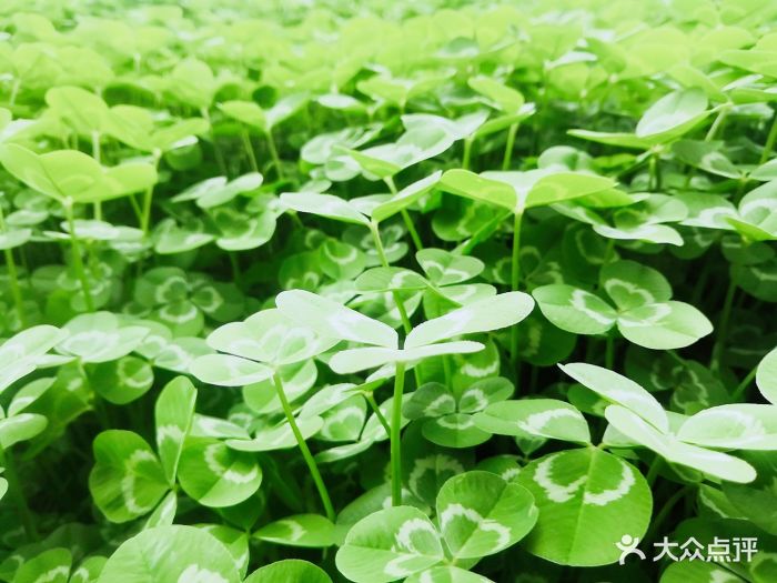 2019食分爱参加社区活动,多写优质点评!.-晓