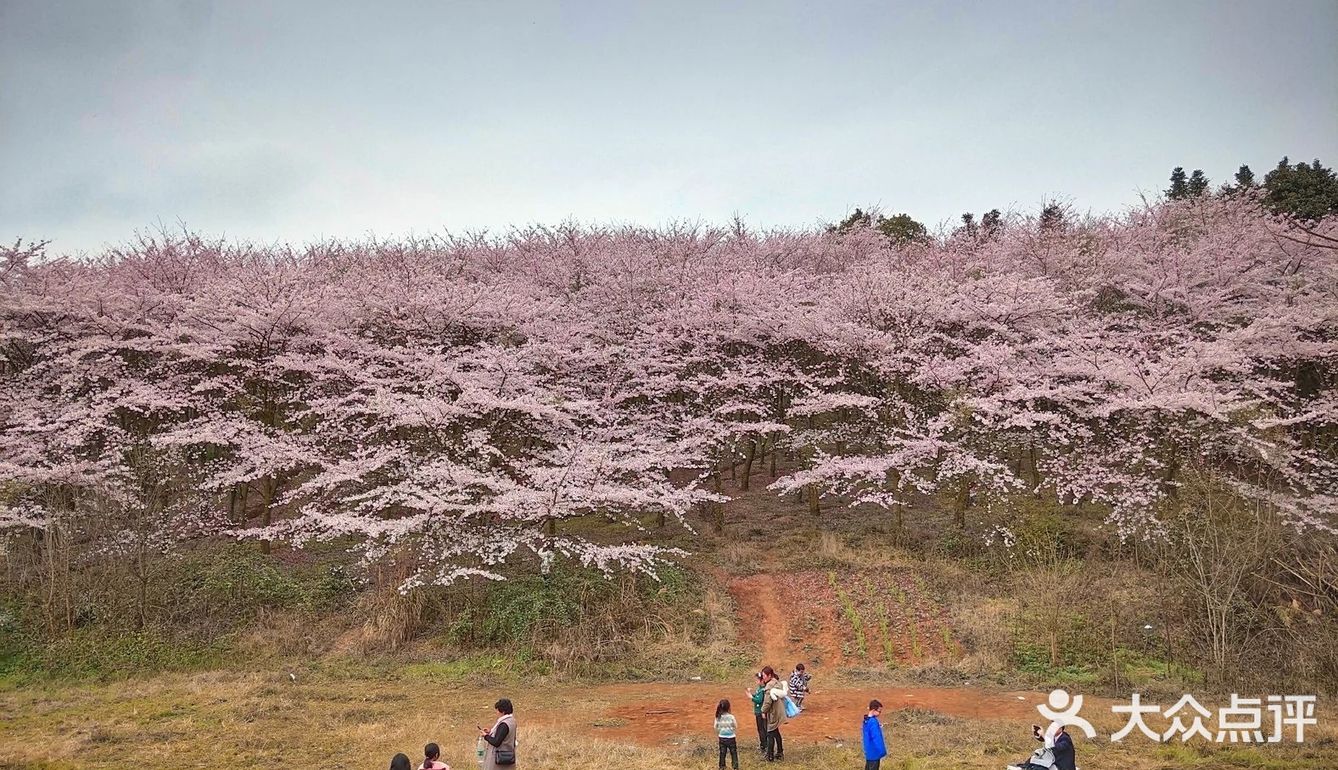 贵州 平坝农场樱花园