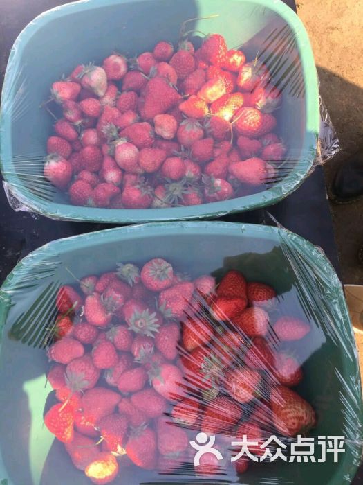 杨城寨采摘基地(杨城寨草莓采摘协会)-图片-沈