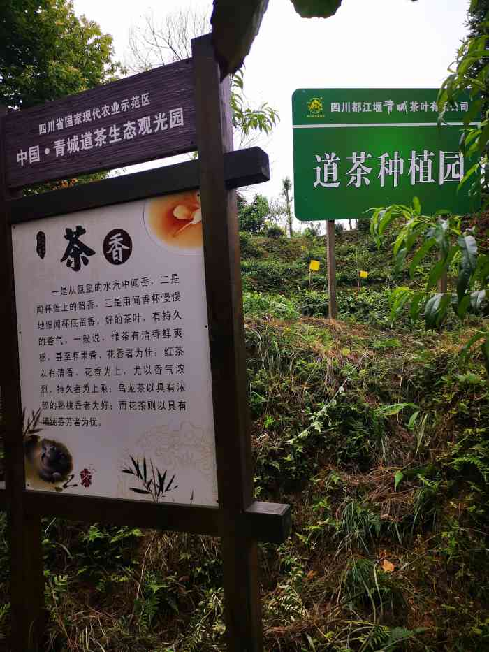 青城道茶观光园-"去的不是时候,过了采茶的季节.喝.