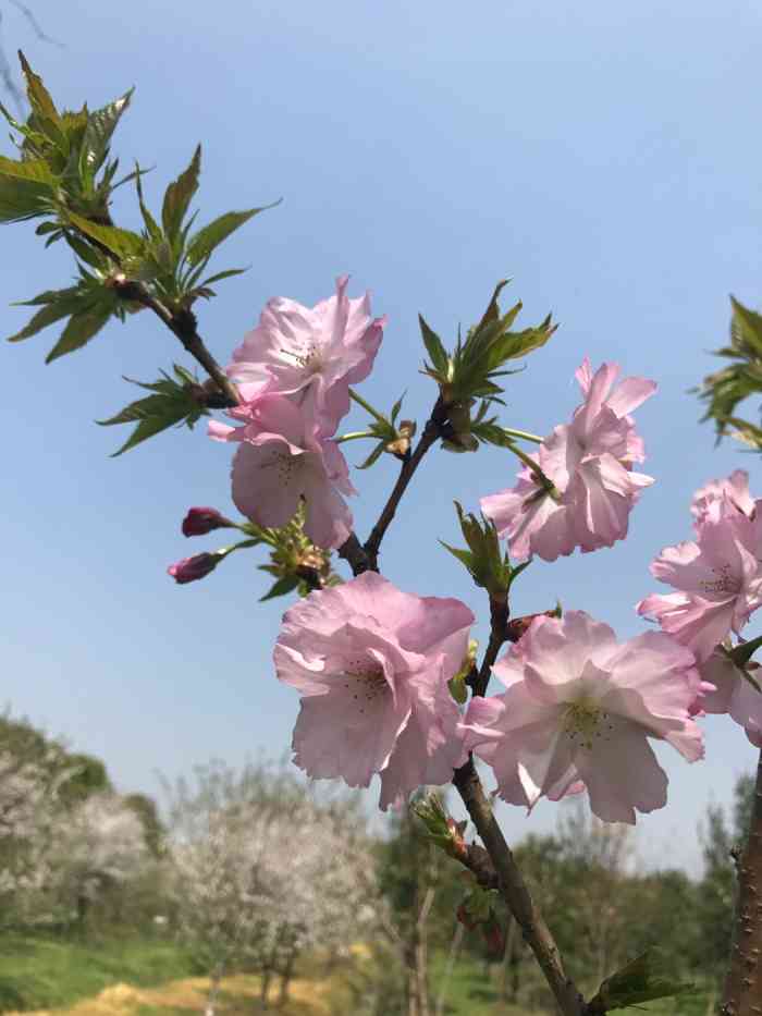 沪秀园林-"近两年,秀洲区新塍百亩樱花成为春日赏花圣