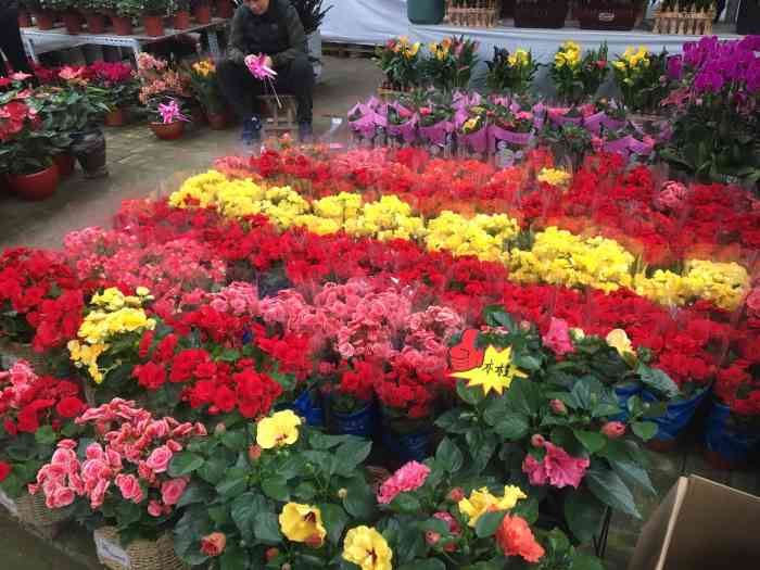 西三教花卉市场-"【西三教花卉市场】 自己村儿的花卉