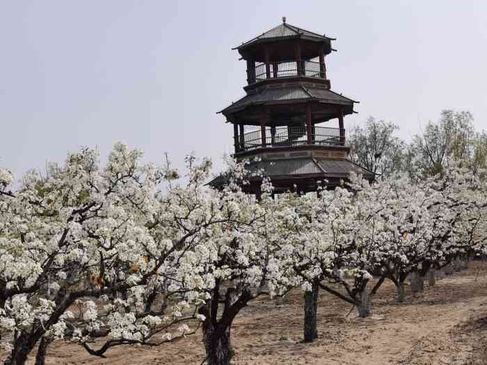 梨花村万亩梨园-"大兴庞各庄镇一年一度梨花节,梨花村已发展.