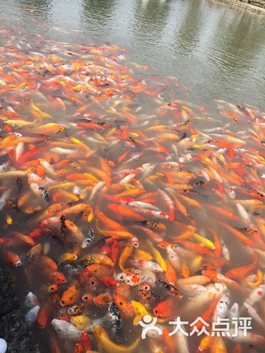 鲤鱼池