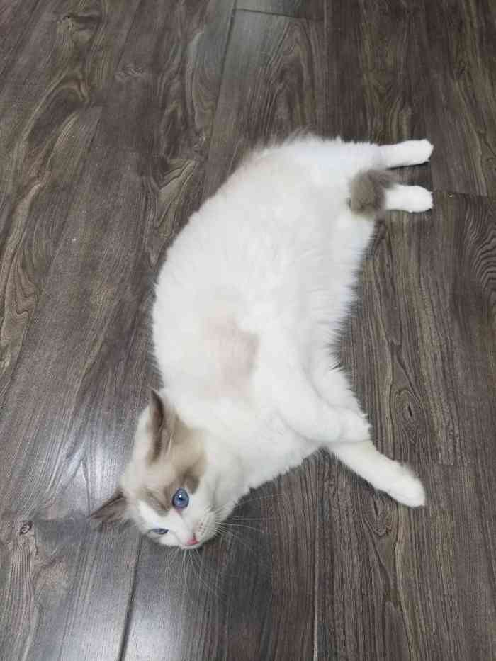 猫福瑞平价健康猫舍布偶金渐层