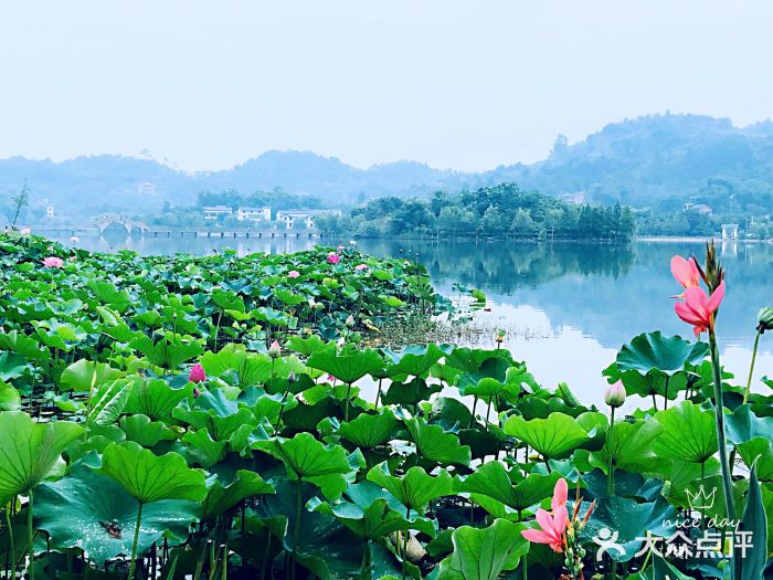 爱莲湖湿地公园图片