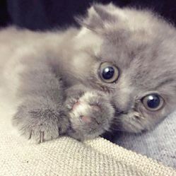 宠物店给小猫洗澡要多长时间 YOn2poc9Go54XnKCVu82tlr8Tl2VA5eIkRUtfqapVdmhwknyKhPrQprPwrvPpf_NF5u7J_jS4MuCaeLAHD0KTg.jpg