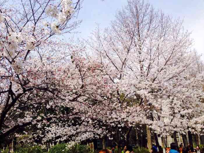 南京林业大学樱花大道