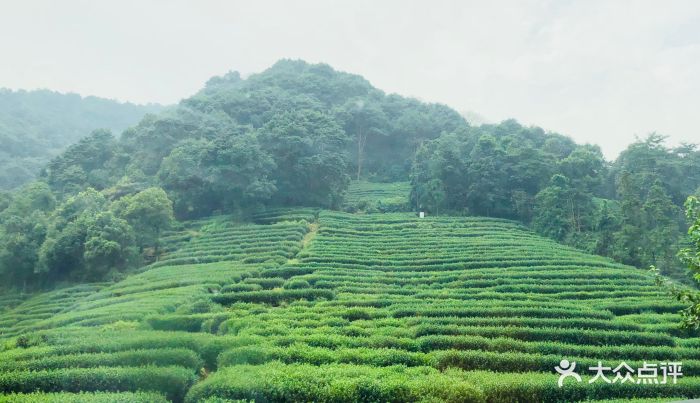 欣怡茶庄·梅家坞茶园--环境图片-杭州美食-大众点评网