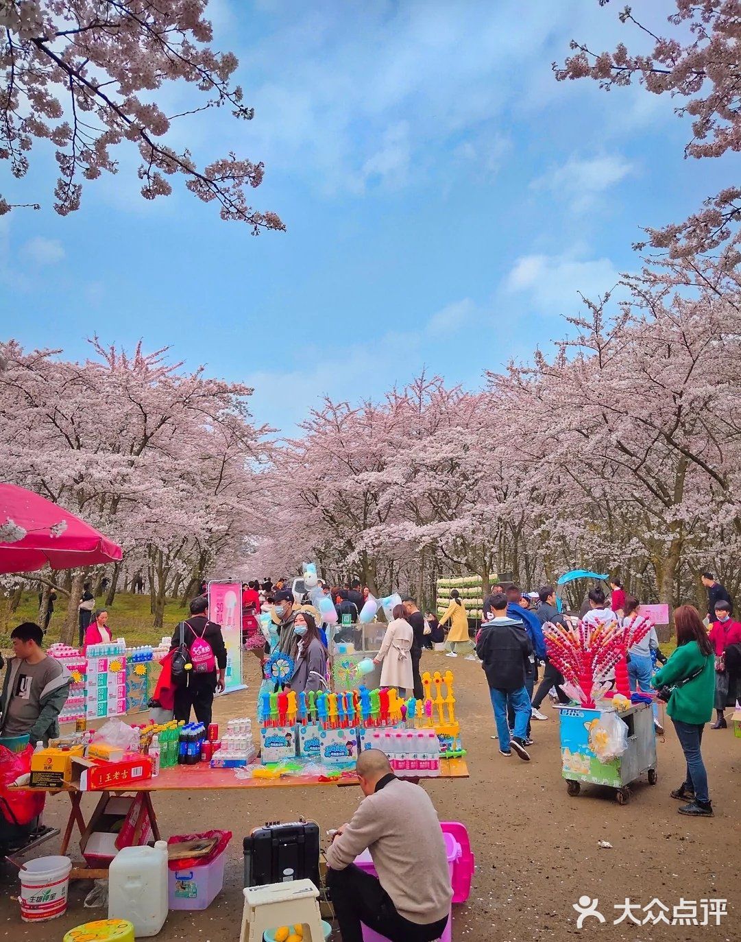 贵州 平坝农场樱花园