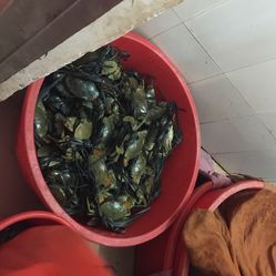 左根蟹档】电话_时间_价格_v电话地址_都斛镇美食阳山过年图片