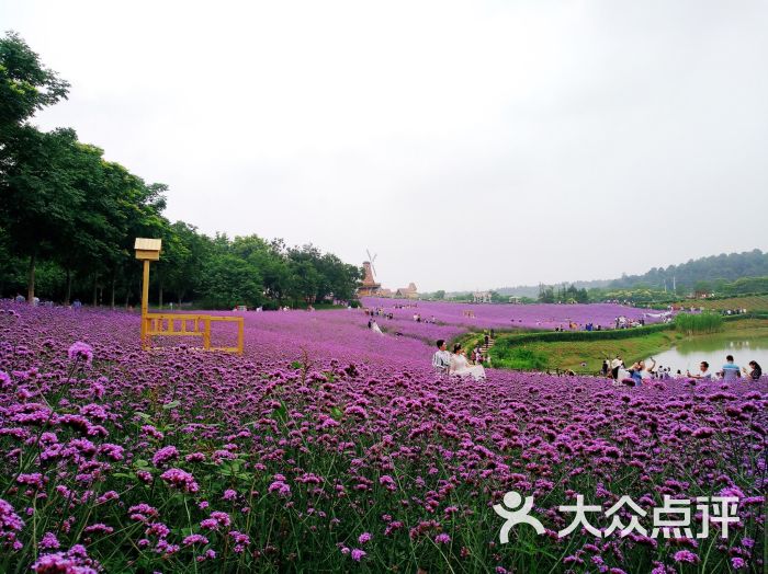 大塘金香草谷-图片-南京景点/周边游-大众点评网