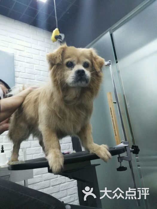 北京kaiyun开云体育宠物美容C级零基础+萌系造型提升班