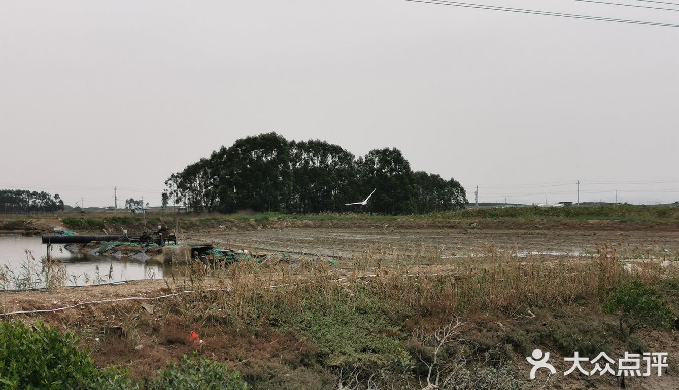 海门岛上的红树林,白鹭鸟