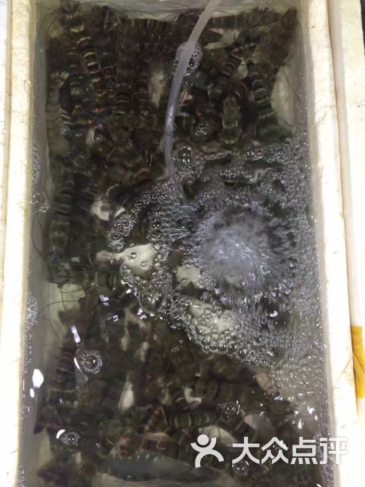 台湾草虾