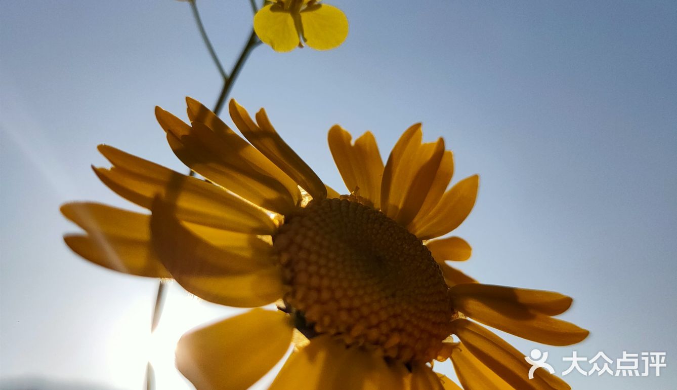 日复一日,年复一年,春暖花开,花争艳