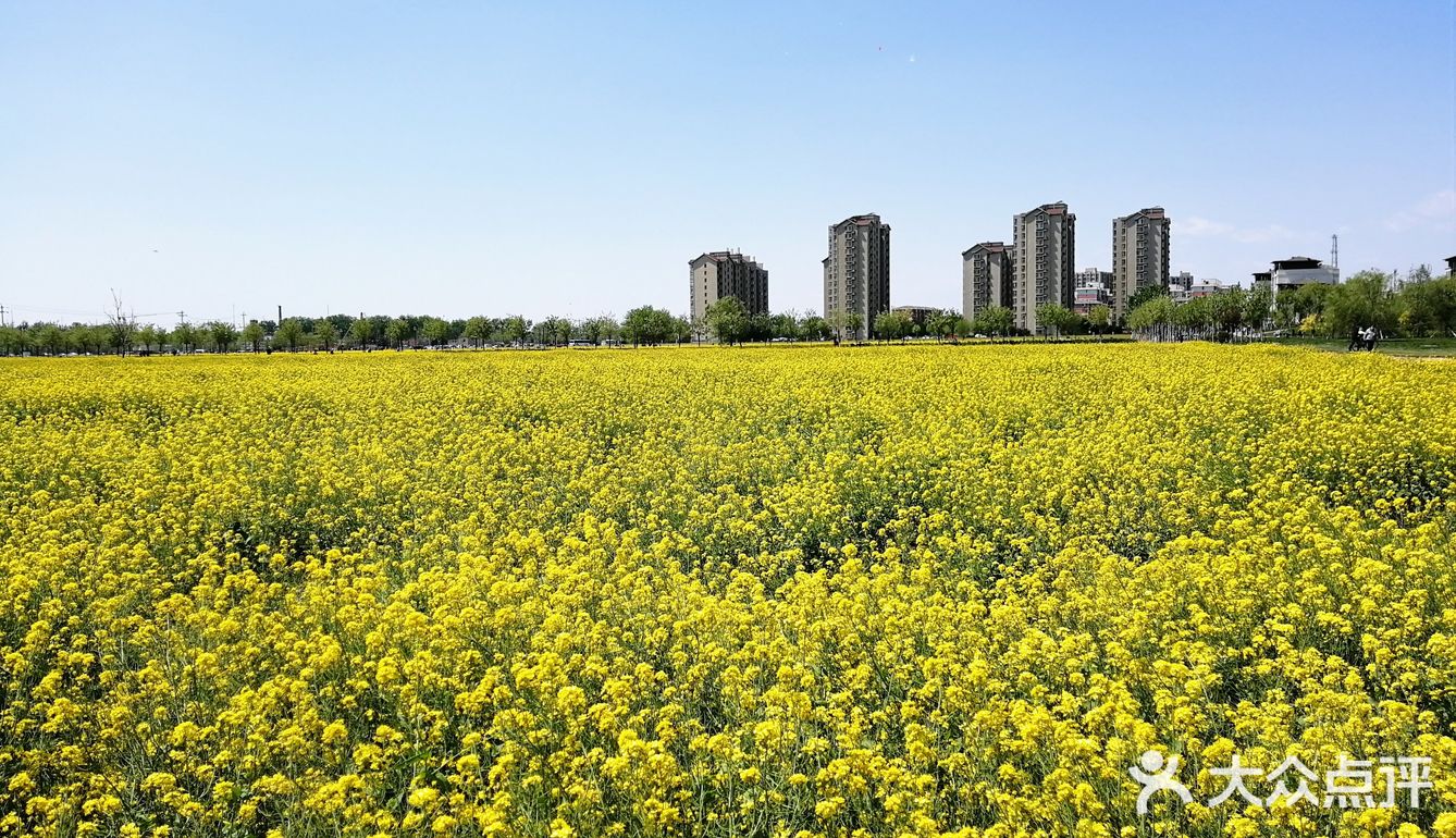 高德地图搜索大兴瀛海油菜花景区定位精准