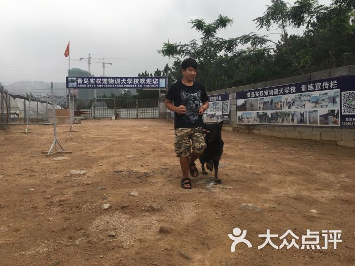 青岛实权宠物训犬学校上传的图片