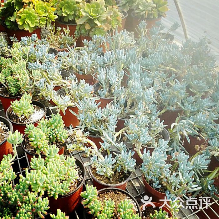 岩川家多肉植物