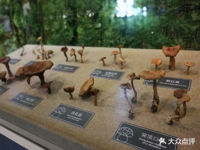 长白山自然博物馆图片 - 第45张