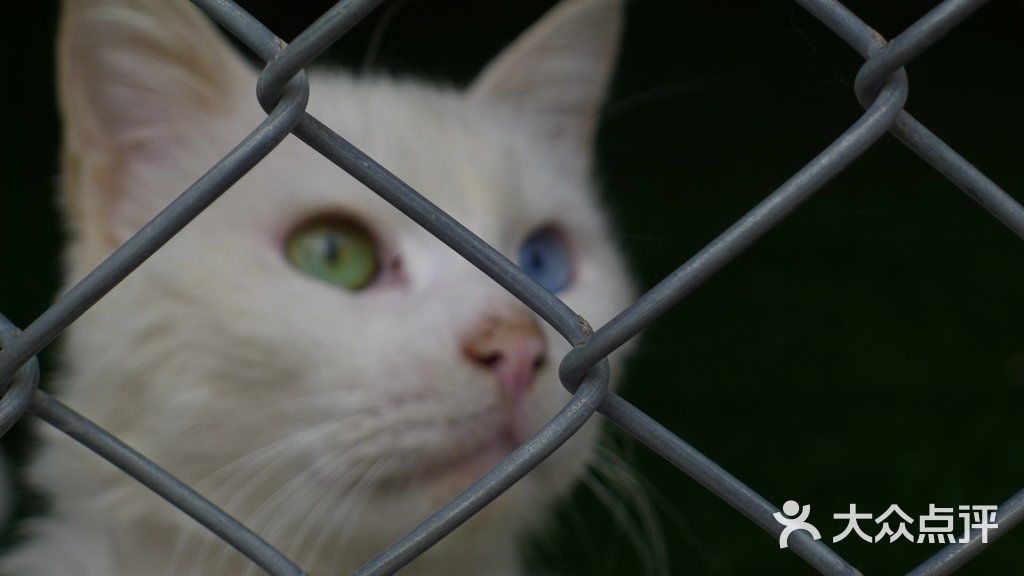 turkish van cat home公猫母猫分开居住图片-北京更多