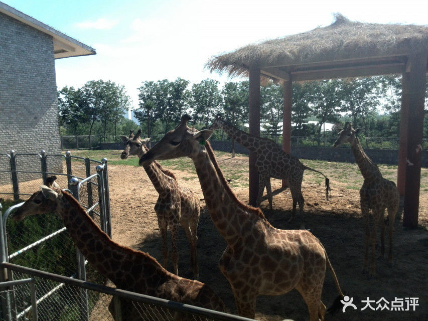 石家庄动物园长颈鹿图片 - 第1张