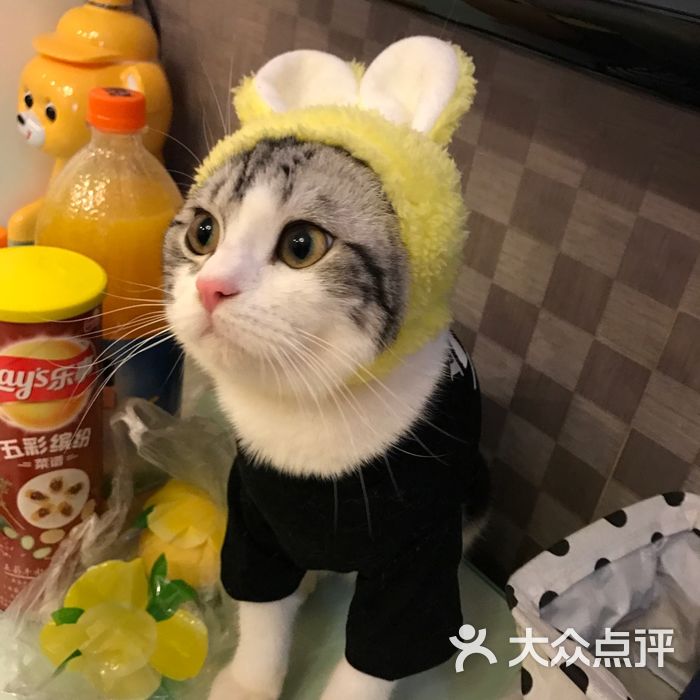 贝蒂猫 猫洗澡