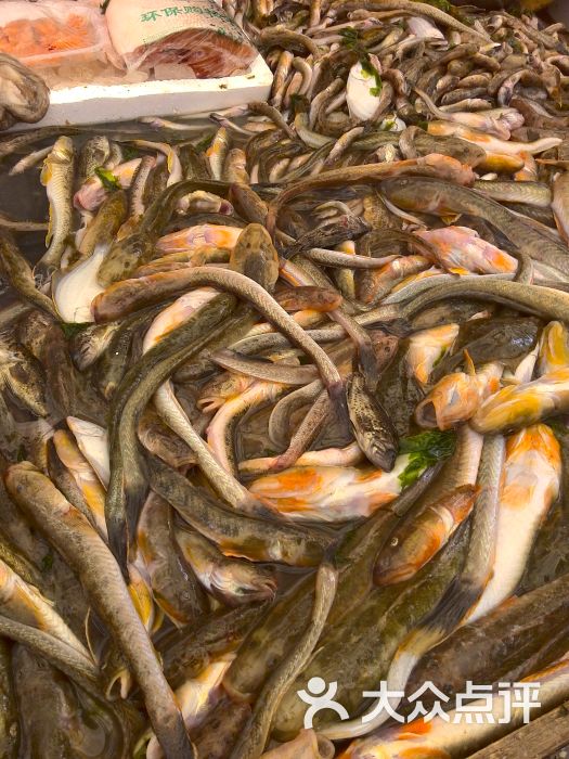 海杂鱼