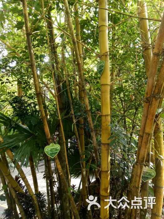 三亚呀诺达雨林文化旅游区-图片-保亭周边游